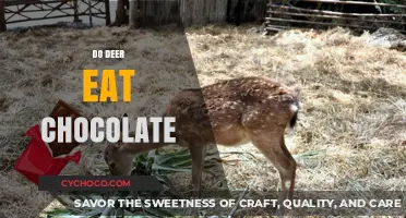 Sweet Treats in the Wild: Do Deer Indulge in Chocolate?