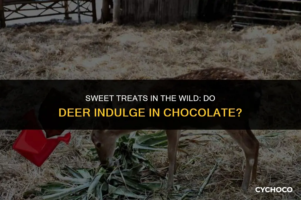 do deer eat chocolate