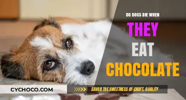 The Sweet Deception: Chocolate's Deadly Threat to Our Canine Companions