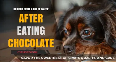 Hydration Habits: Do Dogs Really Drink More Water After Eating Chocolate?