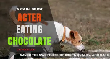 Why Do Dogs Eat Their Poop After Eating Chocolate?