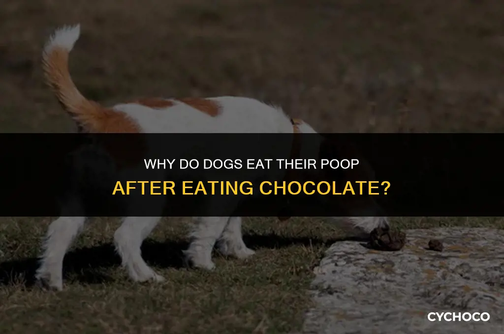 do dogs eat their poop acter eating chocolate