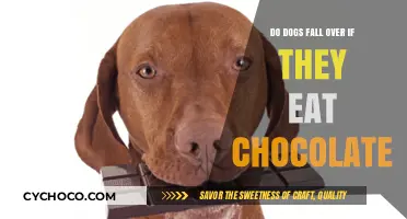 Sweet Danger: The Risks of Chocolate for Our Canine Companions