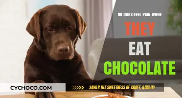 The Bitter Truth: Chocolate's Painful Effects on Our Canine Companions