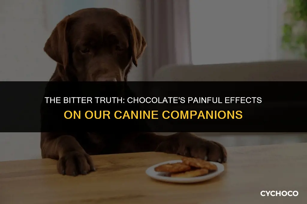 do dogs feel pain when they eat chocolate