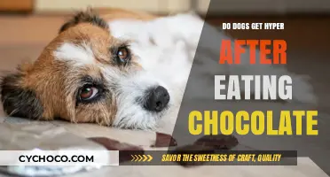 Sweet Treats and Hyper Pooches: The Chocolate Conundrum
