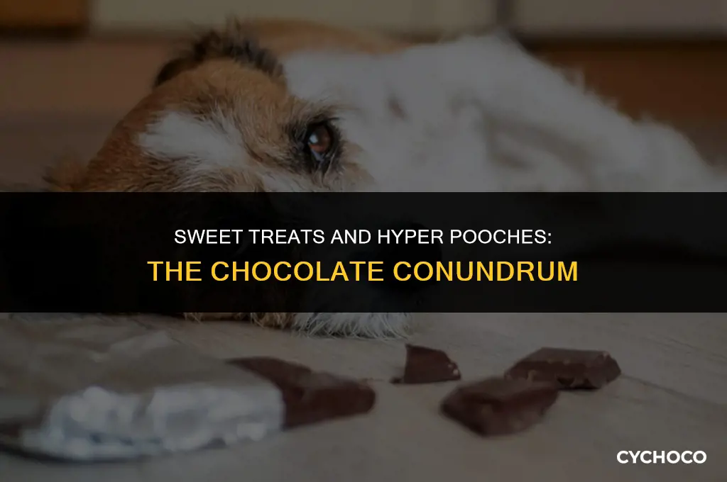 do dogs get hyper after eating chocolate