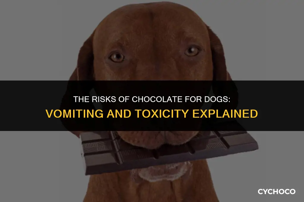 do dogs get sick from eating chocolate vomit