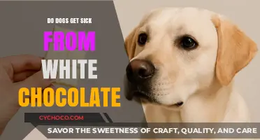 Can Dogs Eat White Chocolate? Understanding the Risks and Symptoms
