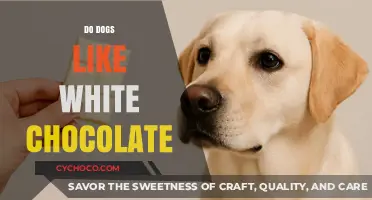 Sweet Treats for Canines: The Truth About Dogs and White Chocolate