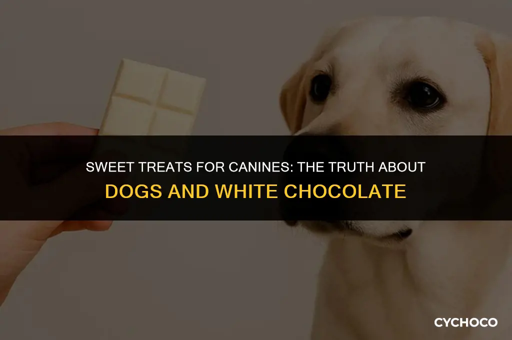 do dogs like white chocolate