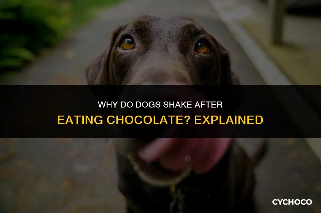 do dogs shake after eating chocolate