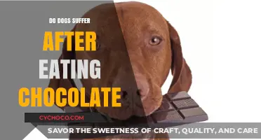 The Bitter Truth: Chocolate's Toxic Effects on Our Canine Companions