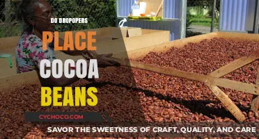 Exploring the Myth: Do Droppers Really Place Cocoa Beans?