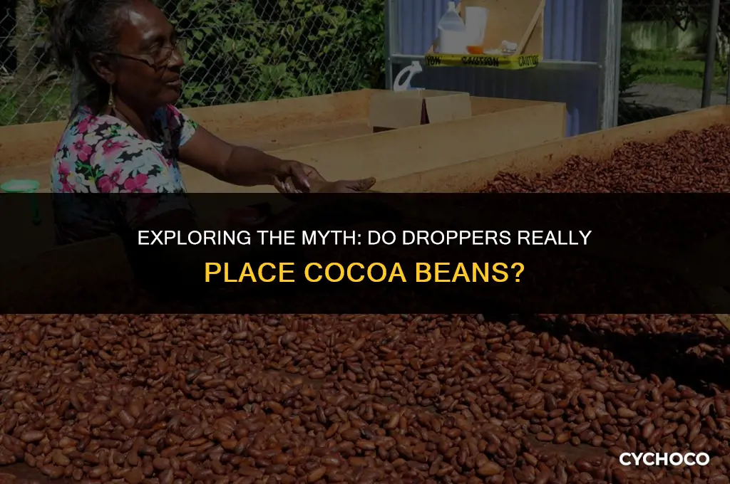 do dropopers place cocoa beans