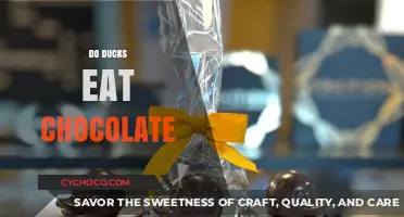 Sweet Treats for Feathered Friends: Do Ducks Eat Chocolate?