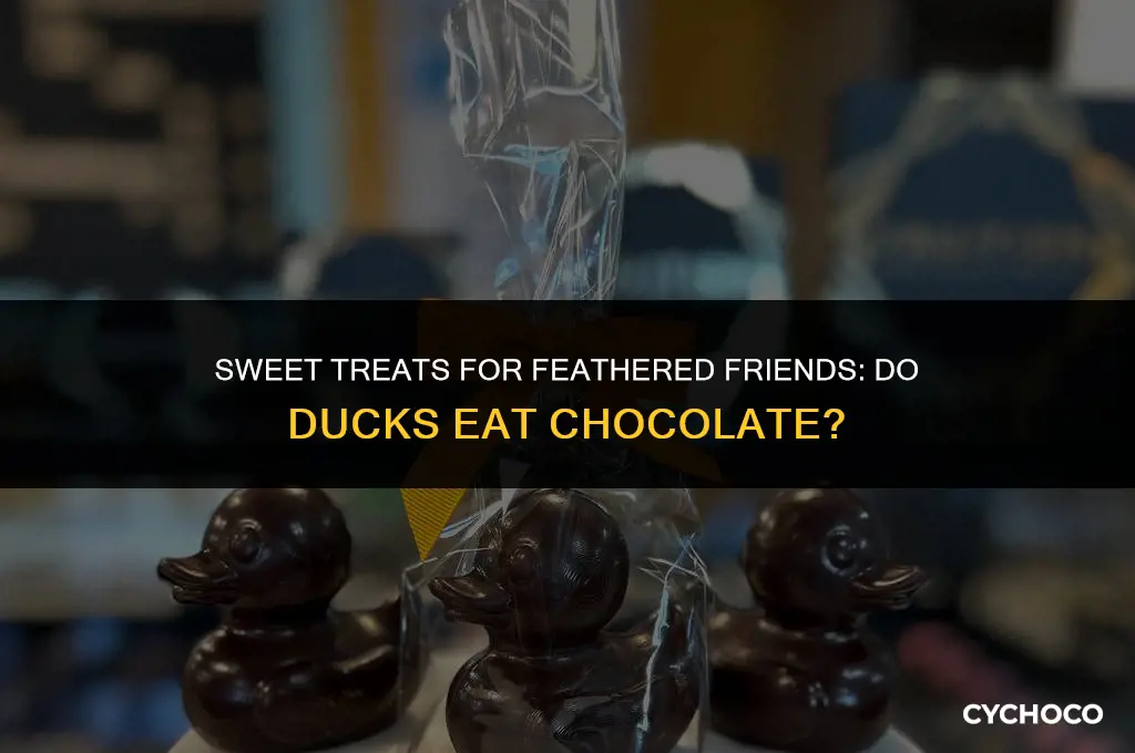 do ducks eat chocolate
