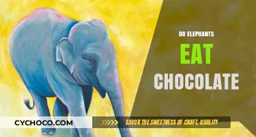 Sweet Treats for Trunks: Do Elephants Really Eat Chocolate?