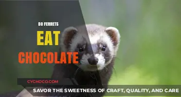 Sweet Temptations: Exploring the Risks of Chocolate for Ferrets