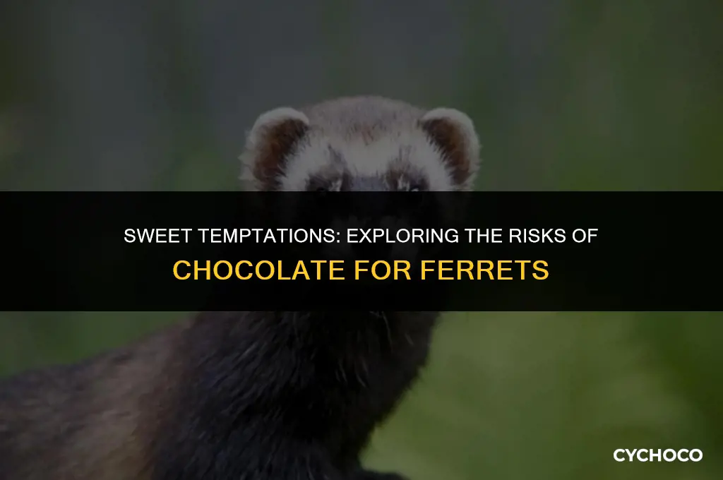 do ferrets eat chocolate