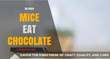 Sweet Tooth or Not: Do Field Mice Really Crave Chocolate?