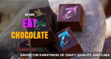 Sweet Temptations: Unraveling the Mystery of Flies and Chocolate