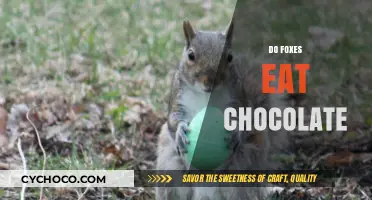 Can Foxes Safely Eat Chocolate? Uncovering the Sweet Truth