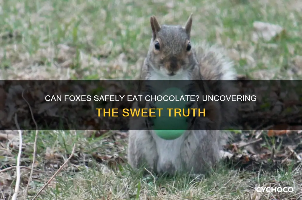 do foxes eat chocolate