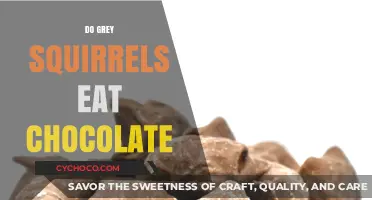 Sweet Tooth or Nutty Nibbles: Do Grey Squirrels Crave Chocolate?