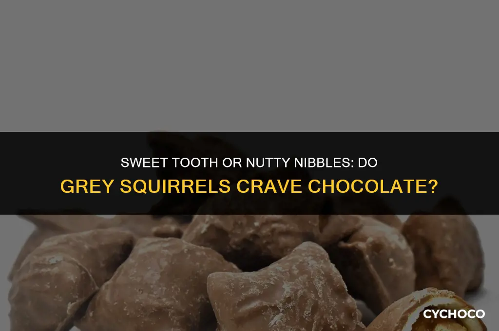 do grey squirrels eat chocolate