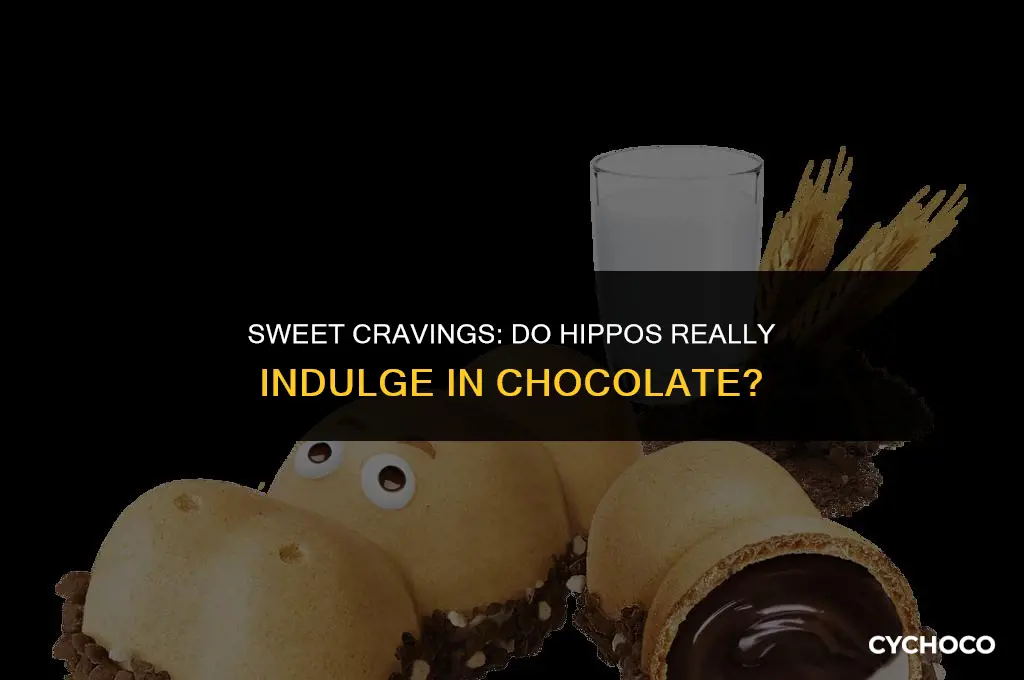 do hippos eat chocolate