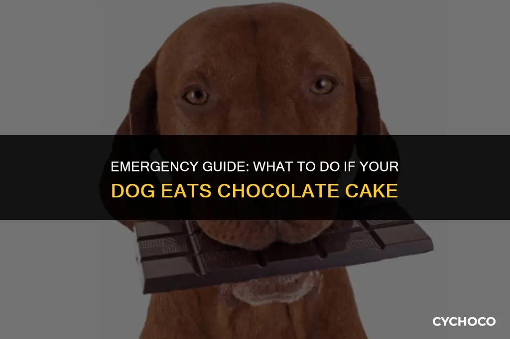 do if dog eats chocolate cake