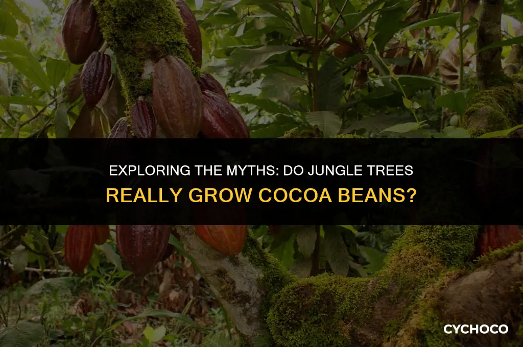 do jungle trees grow cocoa beans