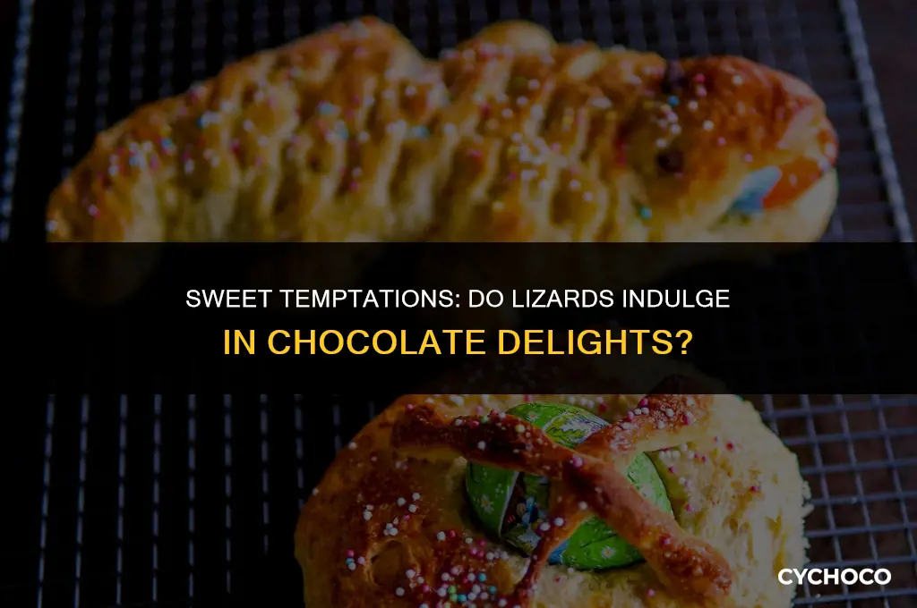 do lizards eat chocolate