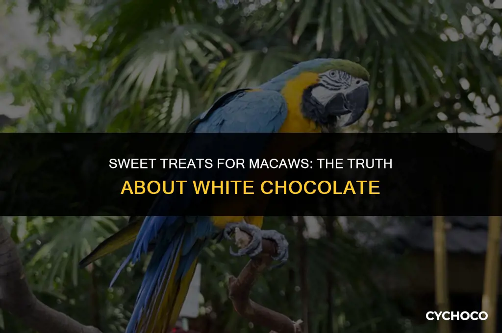 do macaws eat white chocolate