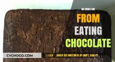 The Sweet Deception: Chocolate's Lethal Effects on Mice