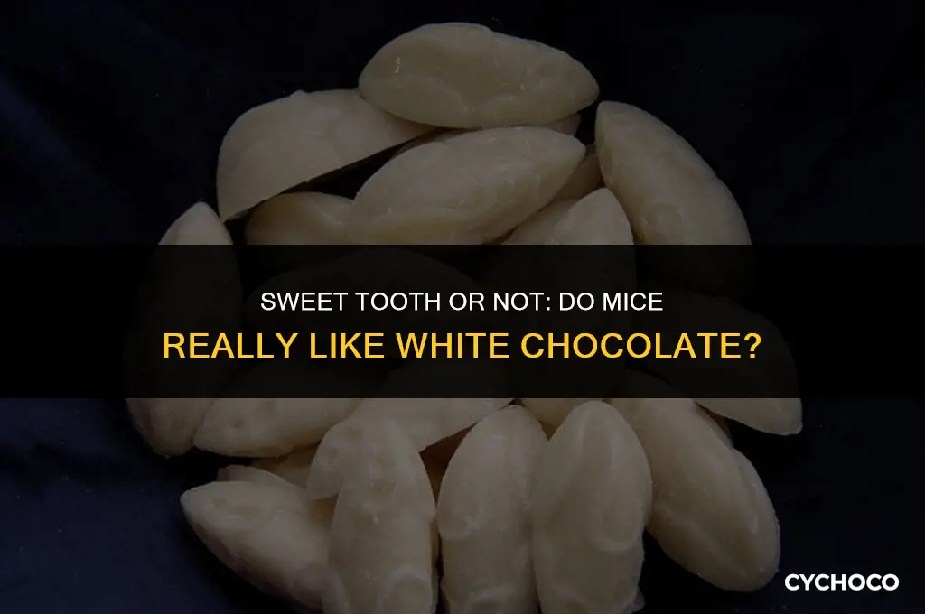 do mice like white chocolate