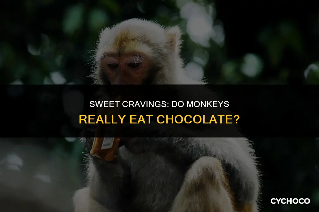 do monkeys eat chocolate