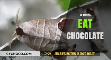 Sweet Temptations: Do Moths Really Crave Chocolate?