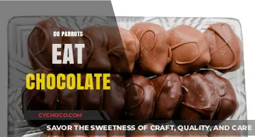 Sweet Treats for Feathered Friends: Do Parrots Enjoy Chocolate?