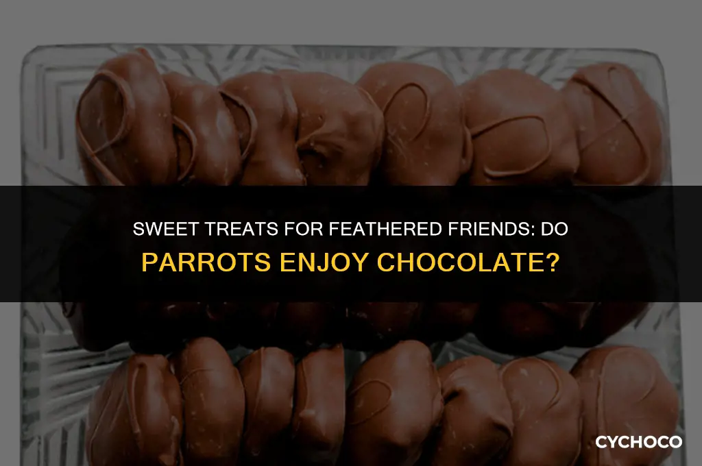 do parrots eat chocolate