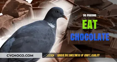 Sweet Temptations: Exploring Whether Pigeons Indulge in Chocolate