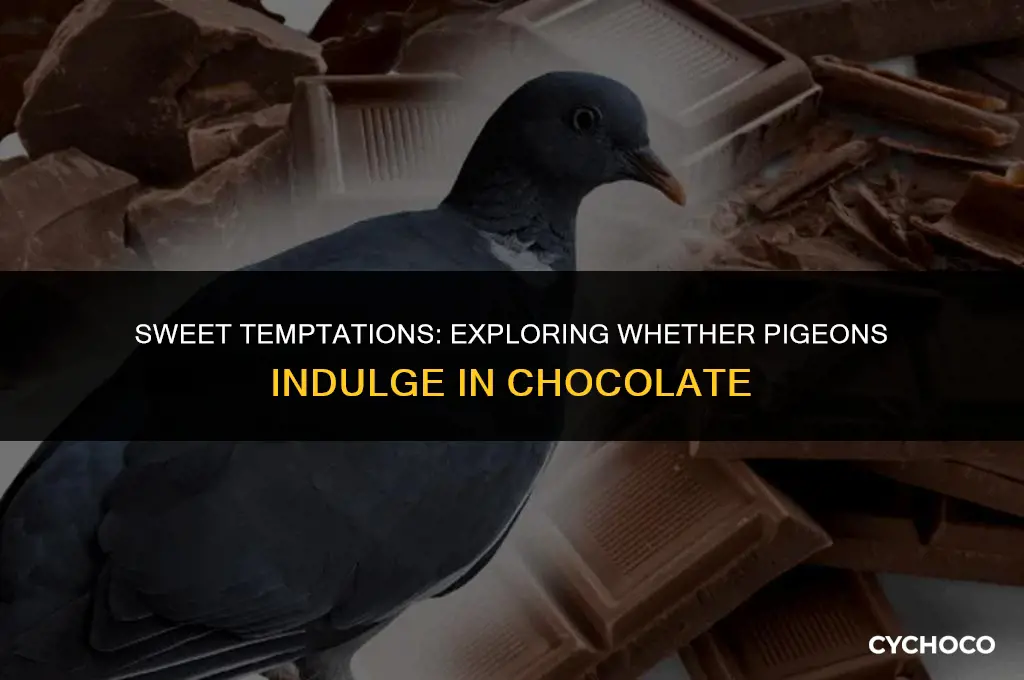 do pigeons eat chocolate