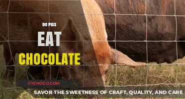 Can Pigs Eat Chocolate? Uncovering the Truth About Swine Diets