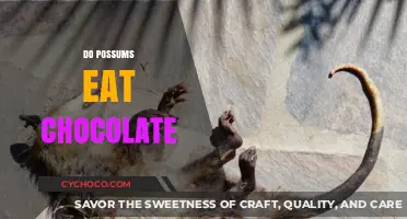 Sweet or Toxic? The Truth About Possums and Chocolate