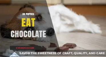 Sweet Temptations: Can Puppies Really Eat Chocolate?