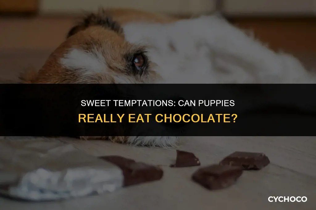 do puppies eat chocolate
