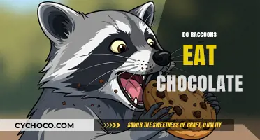 Sweet or Savory: Do Raccoons Really Crave Chocolate?