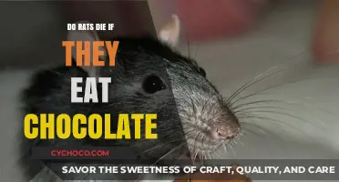 The Sweet Deception: Chocolate's Lethal Effects on Rats