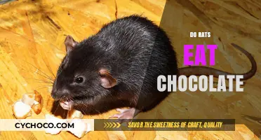 Can Rats Safely Eat Chocolate? Surprising Facts and Risks Revealed